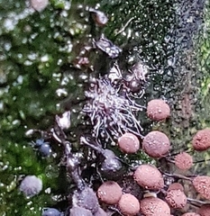 Polycephalomyces tomentosus