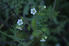 Eucrypta chrysanthemifolia