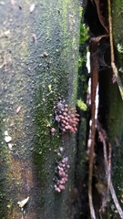 Polycephalomyces tomentosus