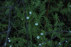 Eucrypta chrysanthemifolia