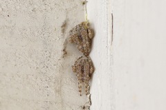 Araneus cavaticus