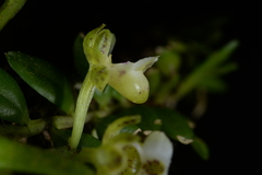 Gastrochilus formosanus