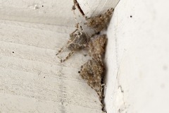 Araneus cavaticus