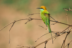 Merops orientalis ferrugeiceps