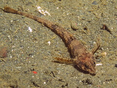 Odontopyxis trispinosa