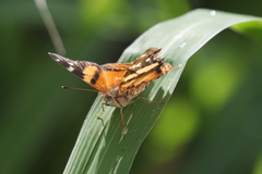 Hypanartia bella