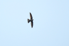 Aerodramus germani