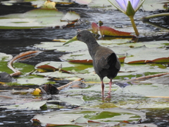 Pardirallus nigricans