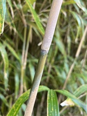 Pseudosasa japonica