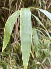 Pseudosasa japonica