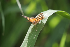 Hypanartia bella