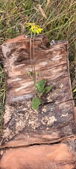 Brachyglottis bellidioides