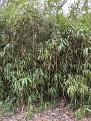 Pseudosasa japonica