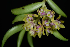 Gastrochilus raraensis
