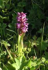Dactylorhiza umbrosa