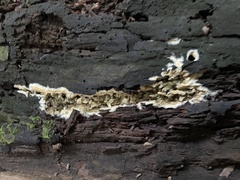 Coniophora puteana