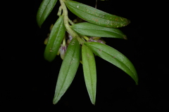 Gastrochilus raraensis