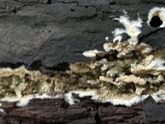 Coniophora puteana