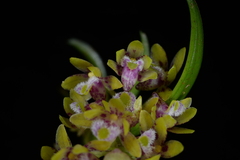 Gastrochilus raraensis