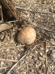 Neolentinus ponderosus