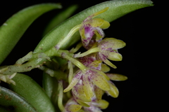 Gastrochilus raraensis