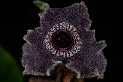Asarum albomaculatum