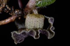 Asarum albomaculatum