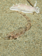 Odontopyxis trispinosa