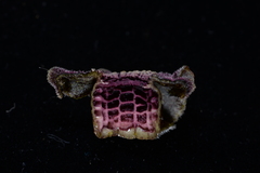 Asarum albomaculatum