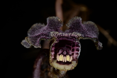 Asarum albomaculatum