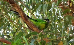 Barnardius zonarius semitorquatus