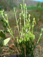 Asperula subsimplex