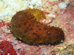 Holothuria mexicana