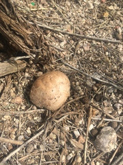 Neolentinus ponderosus