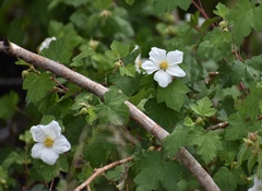 Rubus parviflorus
