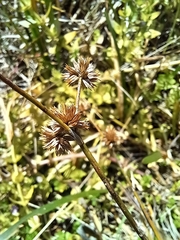 Juncus holoschoenus