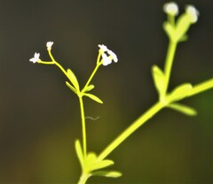 Galium tinctorium