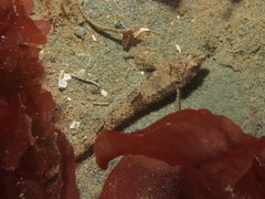 Odontopyxis trispinosa