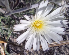 Calycoseris wrightii