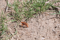 Tachypompilus mendozae