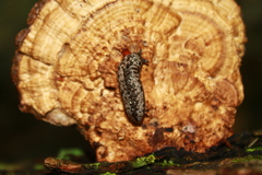 Philomycus togatus