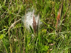Oxypetalum solanoides