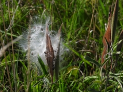Oxypetalum solanoides
