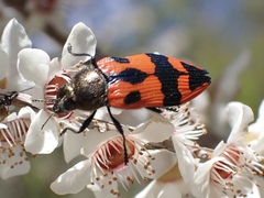 Castiarina delectabilis