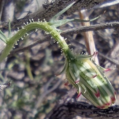 Calycoseris wrightii