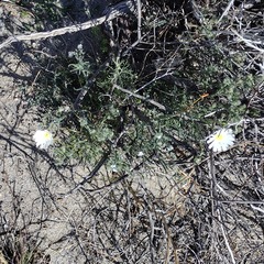 Calycoseris wrightii