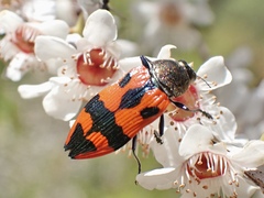 Castiarina delectabilis