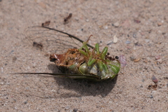 Solenopsis saevissima