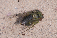 Solenopsis saevissima