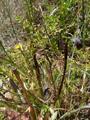 Eryngium vesiculosum